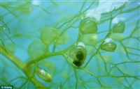 臭氧對水中微生物殺菌（二）